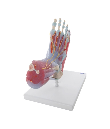 Avancerede anatomiske modeller Avancerede anatomiske modeller